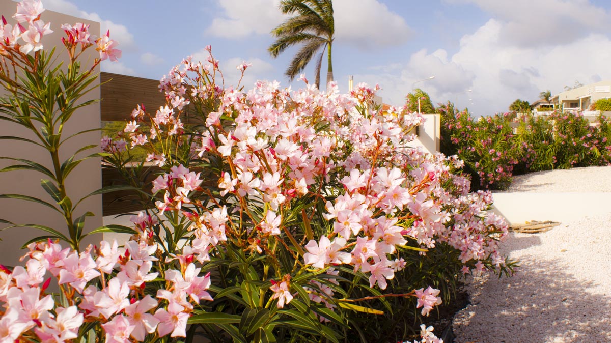 bloemen Bonaire