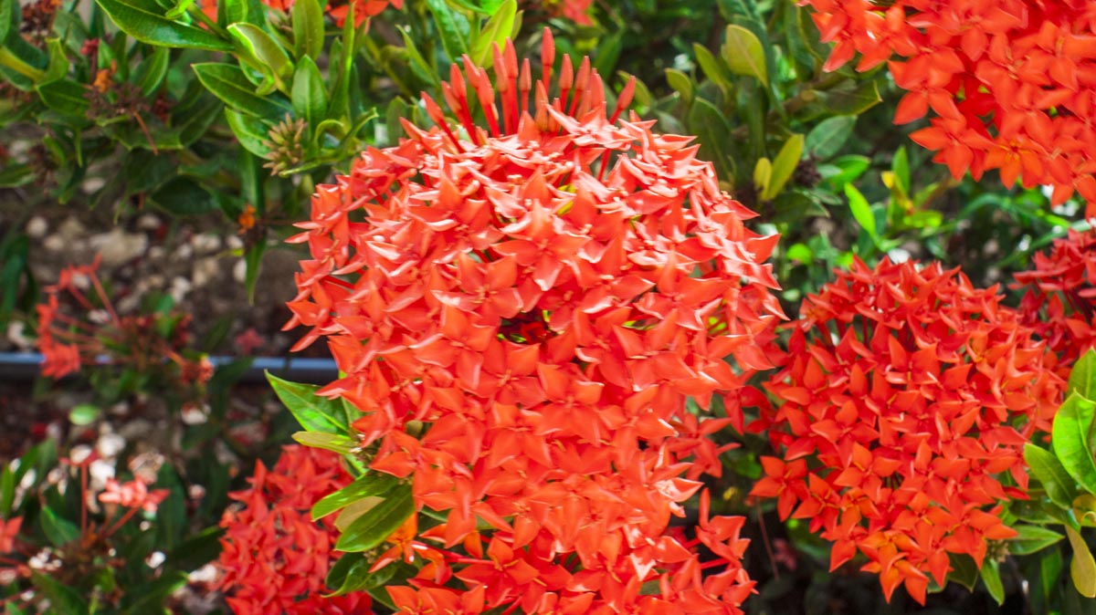 bloemen Bonaire