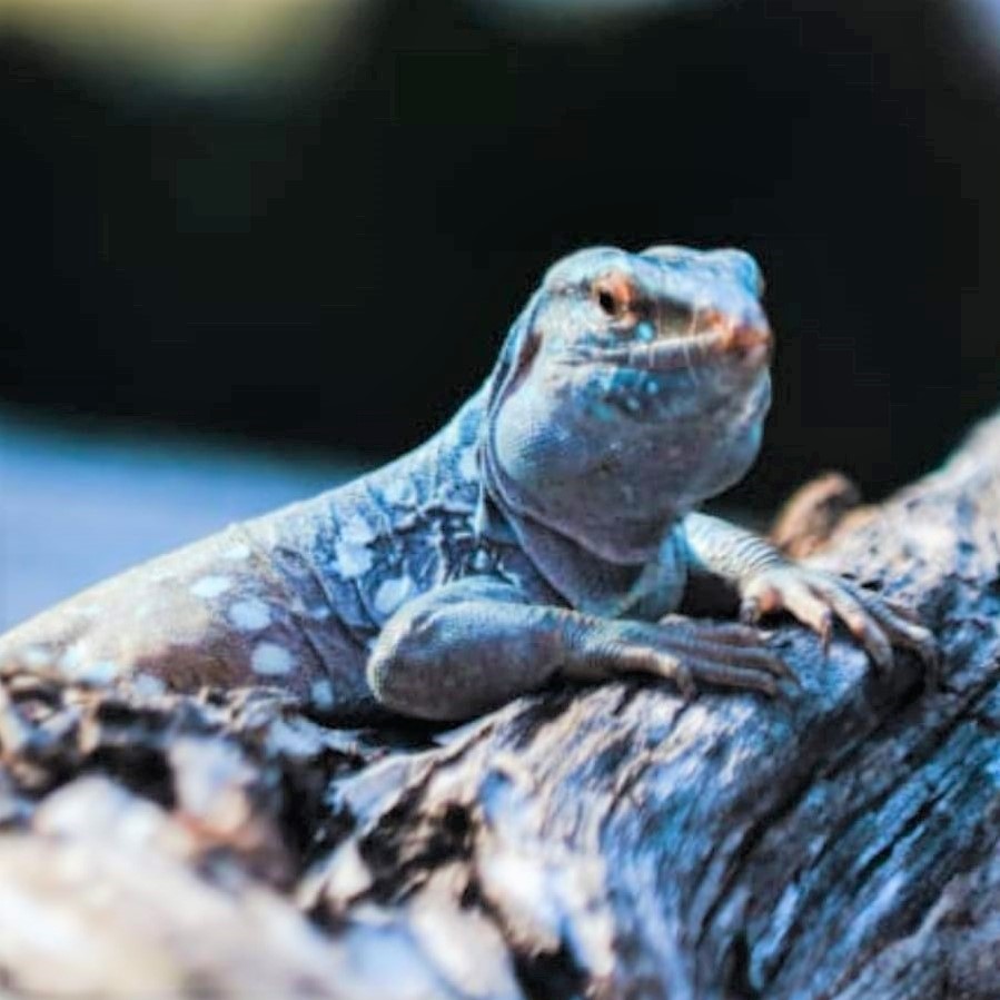 Bonaire Villa Caribbean Dream life in the garden Harry