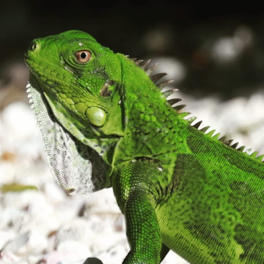 Bonaire Villa Caribbean Dream Mr. Green